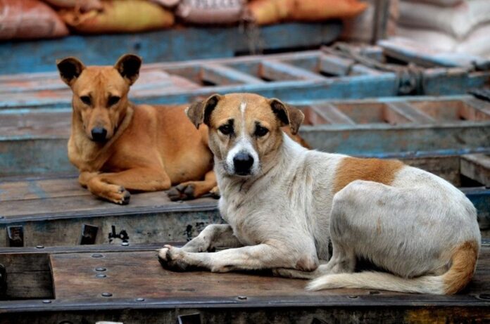 La actividad ofrece información sobre la manera de hacer denuncias en casos de maltrato a los animales