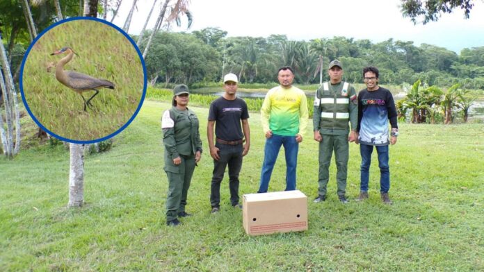 El proyecto es liderado por Fernando Fernández, del Minec, junto a Miguel Torres, de la Reserva Ecológica Guáquira