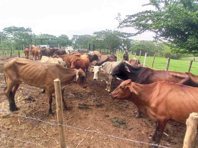 Los pequeños productores también recibirán la vacuna en octubre