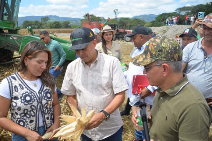 Presentaron un balance de rentabilidad de la cosecha de maíz