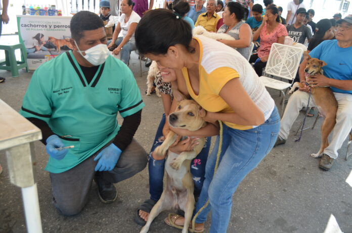 La atención a las mascotas fue gratuita