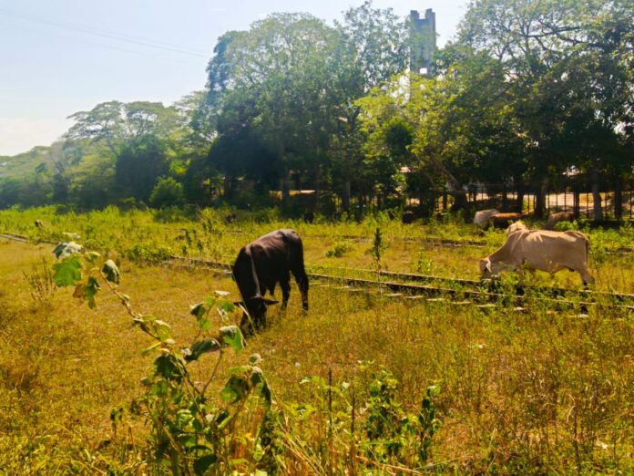 Los sujetos matan a los animales cuando ingresan a las fincas