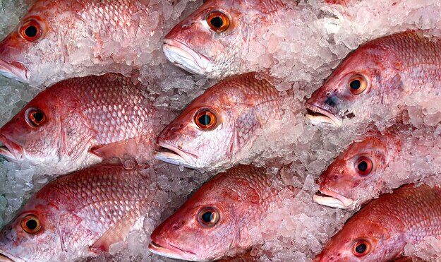 El pargo rojo es uno de los pescados más costosos