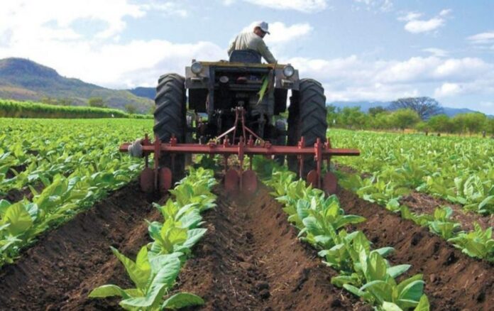 La producción de caña de azúcar se encuentra en alrededor de 70 toneladas por hectárea, dijo Fantinel. (Foto referencial)