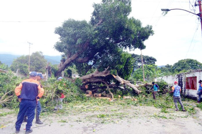 En la madrugada del jueves 15 de mayo, el desplome de un enorme árbol causó alarma en San Javier, ya que cayó sobre una cerca perimetral y una parada de autobús, que por fortuna solo causó daños materiales, de haber ocurrido en otra hora, la historia sería diferente. Autoridades ejecutaron una poda fitosanitaria del árbol. Los vecinos habían pedido su poda, pero no recibieron respuesta. En lo que va de año, tres personas han muerto por este tipo de incidente.