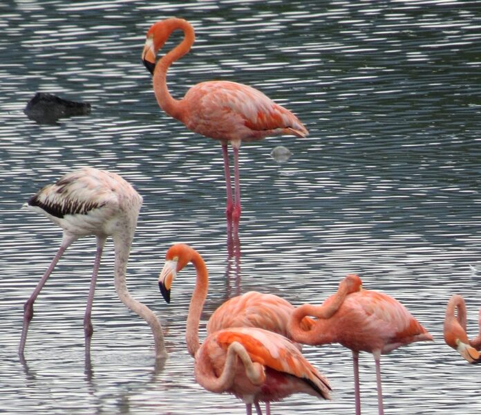 El norte es instar a la preservación y cuidado de estas especies
