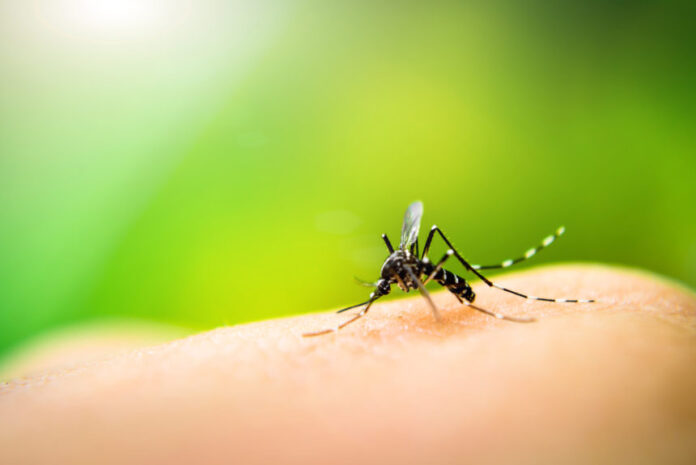 El zancudo Aedes aegypti es el transmisor de la enfermedad