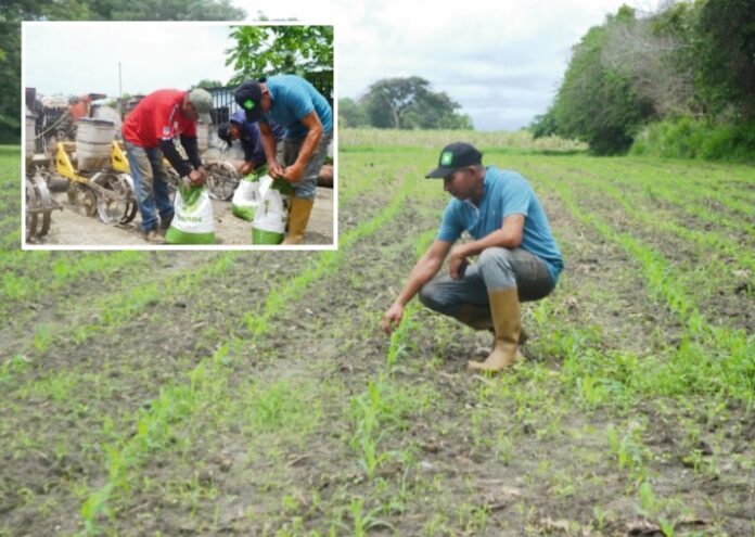 El Gobierno entregó financiamiento para plantar cerca de 7 mil hectáreas por medio del plan Pira. Aunque no han aportado datos oficiales, aspiran a superar la producción del año pasado. Están utilizando semillas aportadas por Danac y aplicando la siembra regenerativa.