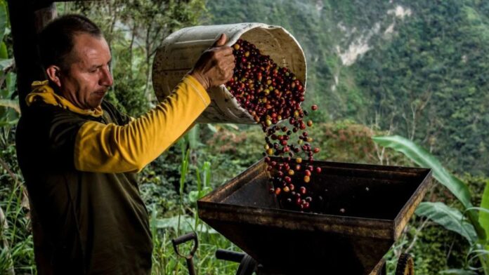 Pérez destacó que los caficultores venezolanos reciben menos ingresos con respecto a los caficultores de Brasil y Colombia