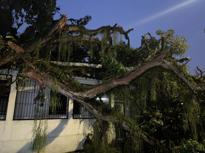 Un árbol cayó en la Avenida La Paz de San Felipe
