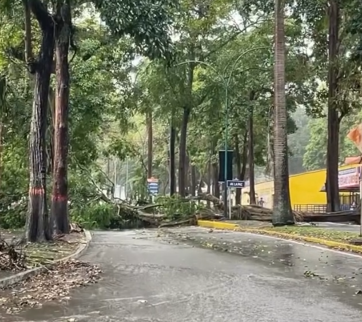 El árbol cayó sobre la Avenida La Paz, frente a El Severiano