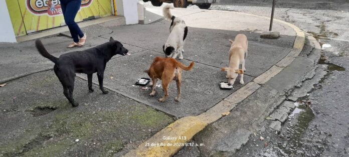 Estuvieron por las diferentes calles de los municipios San Felipe e Independencia