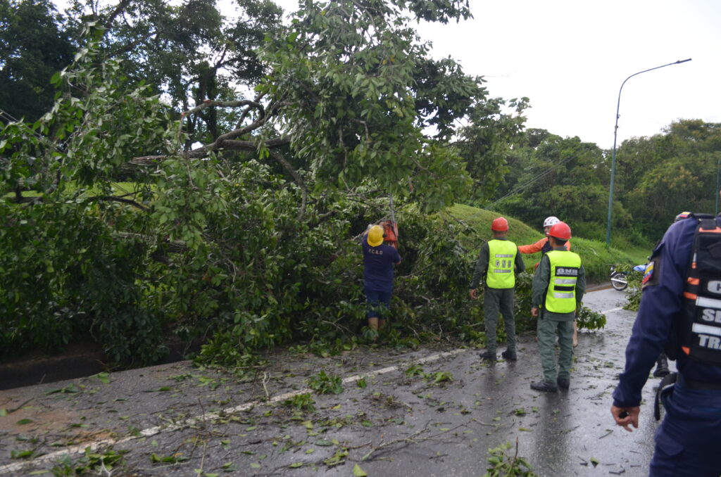 En Bruzual también cayó un árbol en la autopista