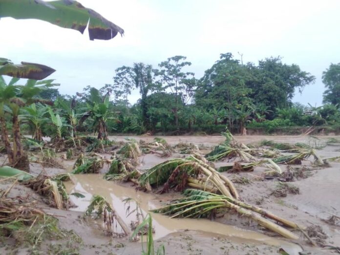 También señalaron que las fuertes precipitaciones han dejado daños parciales en otras 250 hectáreas