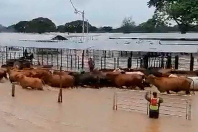El gremio ganadero aclaró que en este momento es difícil cuantificar los daños porque las precipitaciones no han cesado