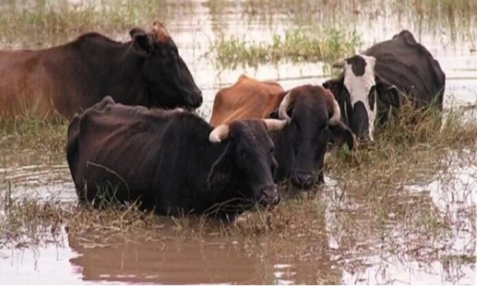 Indican que hay unidades de producción completamente bajo el agua