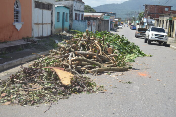 Hubo muchas caídas de árboles