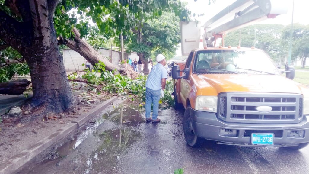 Frente al Circuito Judicial se desplomó un enorme árbol