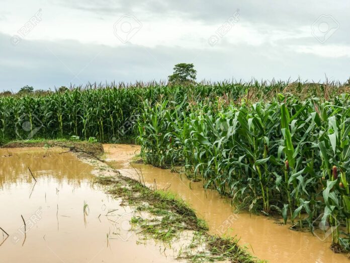 Las estadísticas de 35 años indican que las de 2025 han sido precipitaciones superiores a las de años anteriores, de heho, se superó lo registrado en 2004