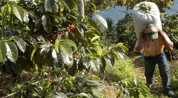 La federación señaló que el café venezolano mantiene una dinámica estacional, con la recolección concentrada en octubre