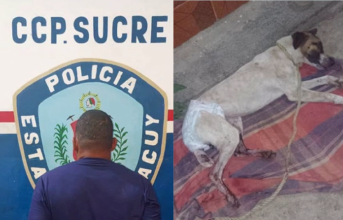 El hombre fue detenido luego que la dueña de la mascota pusiera la denuncia
