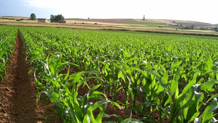 Entre los estados con más actividad agrícola está el estado Yaracuy