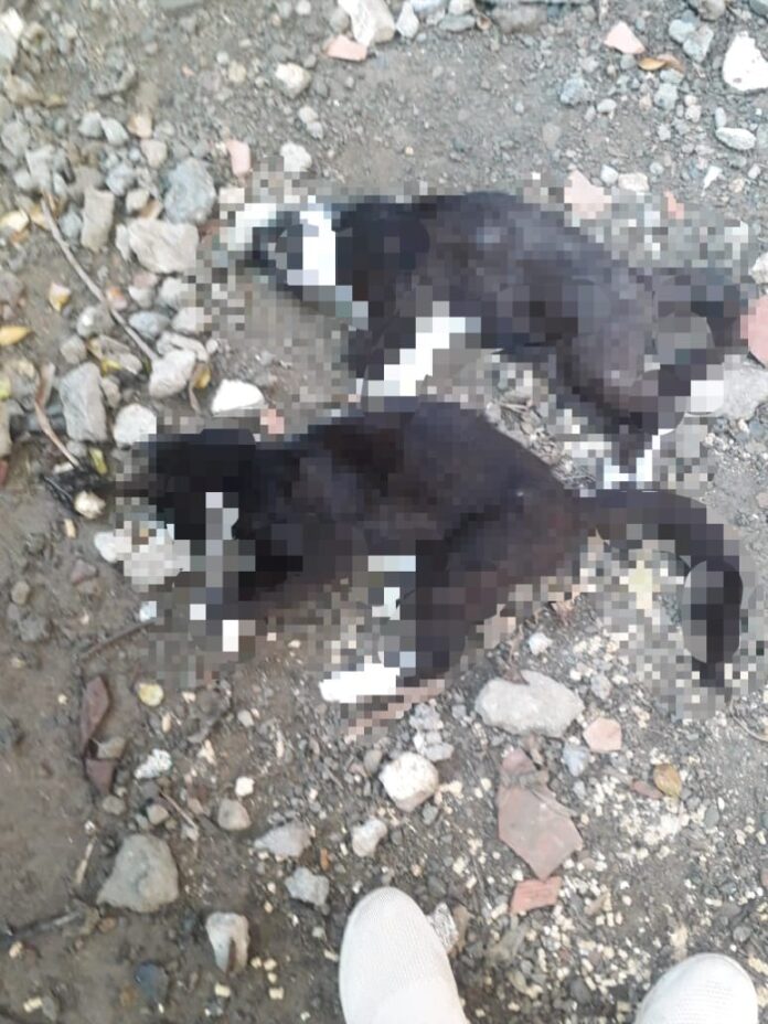 La noche del lunes envenenaron a dos gatitos adultos