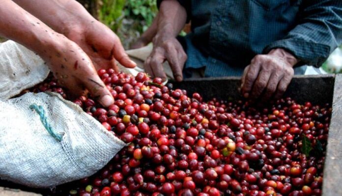 Los directivos explican que los caficultores nacionales no han podido obtener beneficios del precio internacional del café