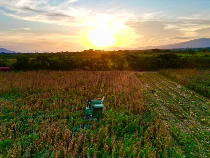 El trabajo en el campo con la metodología de regeneración agrícola eleva el nivel productivo