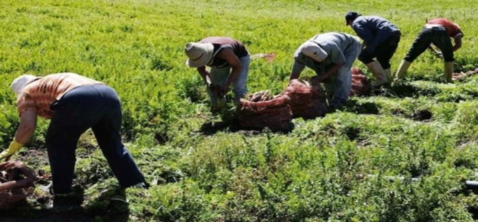 Aseguran que la agricultura ha figurado entre los sectores que más crecimiento han tenido en el proceso de recuperación económica