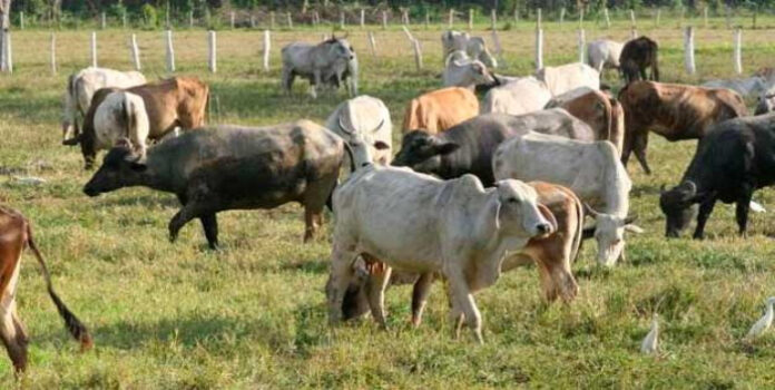 El gobernador Freddy Bernal dijo que son de la raza Brahman