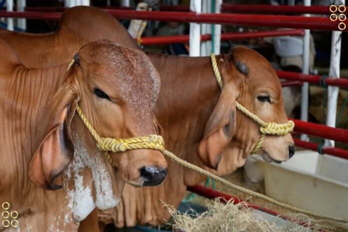 El presidente del gremio Edgar Medina asegura que el sector agropecuario es el que más ha aportado al Producto Interno Bruto (PIB)