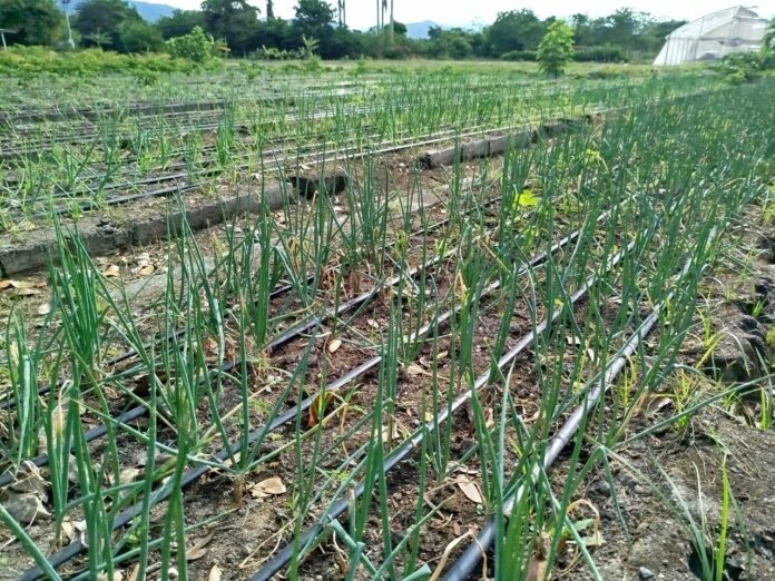 La próxima siembra será de plántulas de pimentón, pepino y berenjena