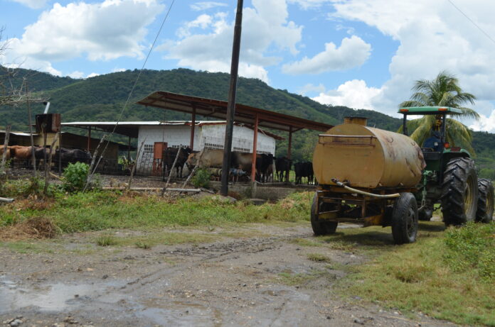 En Yaracuy, algunos productores consultados explicaron que la leche a puerta de corral caliente se ubica en $ 0,45 y fría a $ 0, 65, también hay algunos que la venden a $ 0,80, aproximadamente. Foto archivo