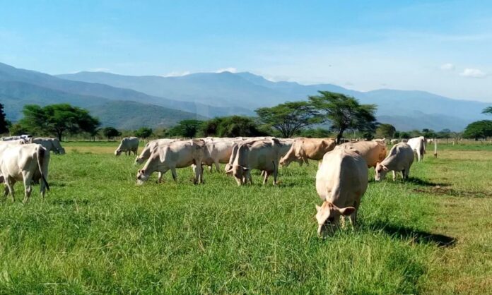 Destacaron que Venezuela posee aproximadamente 35 millones de hectáreas aptas para el desarrollo vegetal y pecuario