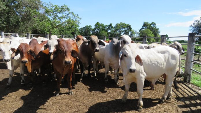 El ministro Julio León Heredia destacó que el protocolo fortalece la producción y proyecta la ganadería venezolana en ferias y mercados internacionales