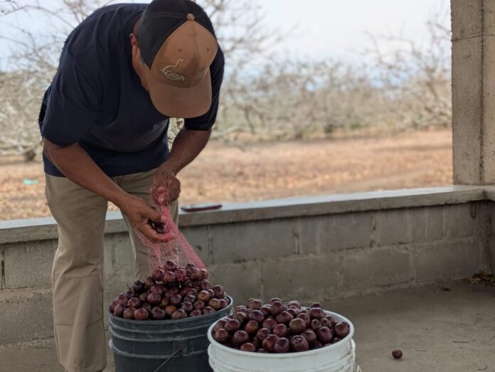 En 2025 retomaron la exportación a las islas, esto luego de más de 15 años paralizada, lo que le ha dado un empuje a la producción.
