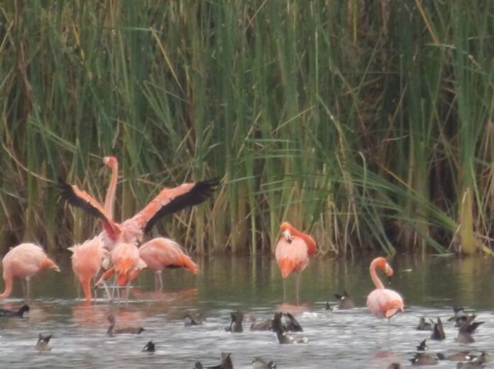 Especialistas explicaron que actualmente el flamenco se encuentra en tierras yaracuyanas, tras recorrer más de 300 kilómetros de su punto de liberación