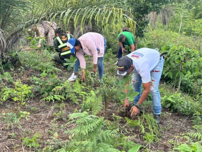 Las reforestaciones fueron realizadas en zonas boscosas de ambos municipios, esto con la participación de funcionarios de diversos entes.