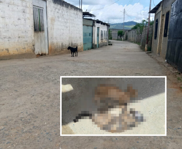 Vecinos y proteccionistas explicaron que varios de los gaticos han sido hallados sin vida en plena vía pública, mientras que otros han llegado a sus hogares agonizando