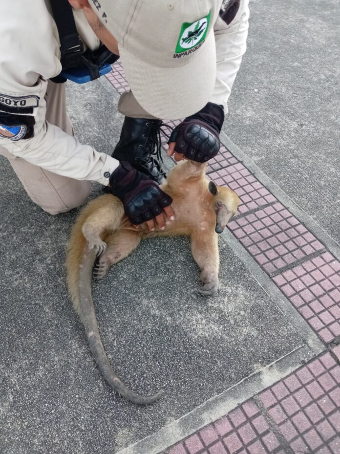El animal de aproximadamente dos kilogramos fue trasladado por los guardaparques hasta el centro médico veterinario