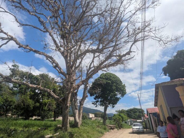 Explicaron que son árboles secos y en cualquier momento sus ramas se pueden desprender, afectando no solo el cableado, sino también las viviendas.