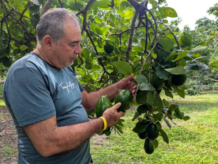 El gran elemento que diferencia este fruto del resto radica en su excelencia comprobada.